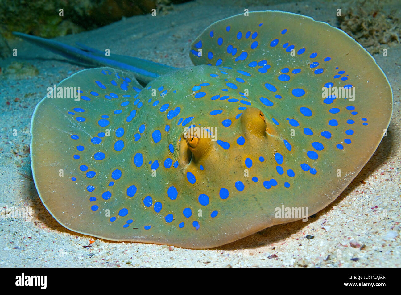 Blue spotted Stingray or Bluespotted ribbontail ray (Taeniura lymma), Hurghada, Egypt Stock Photo