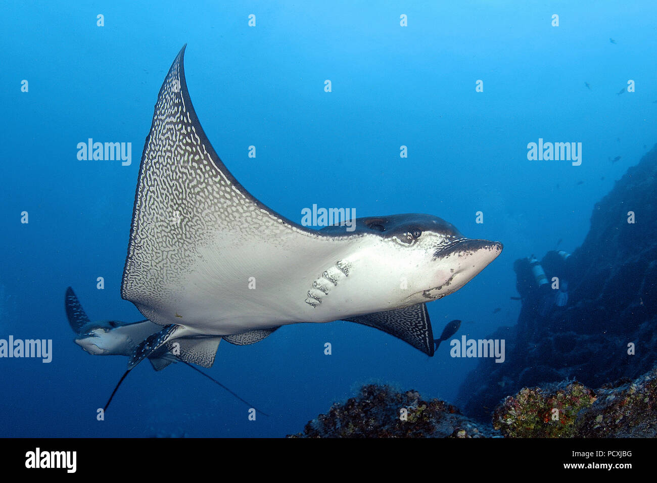 Two Spotted Eagle Rays (Aetobatus narinari) swimming in the blue, Wolf Island, Galapagos Archipel, Ecuador Stock Photo