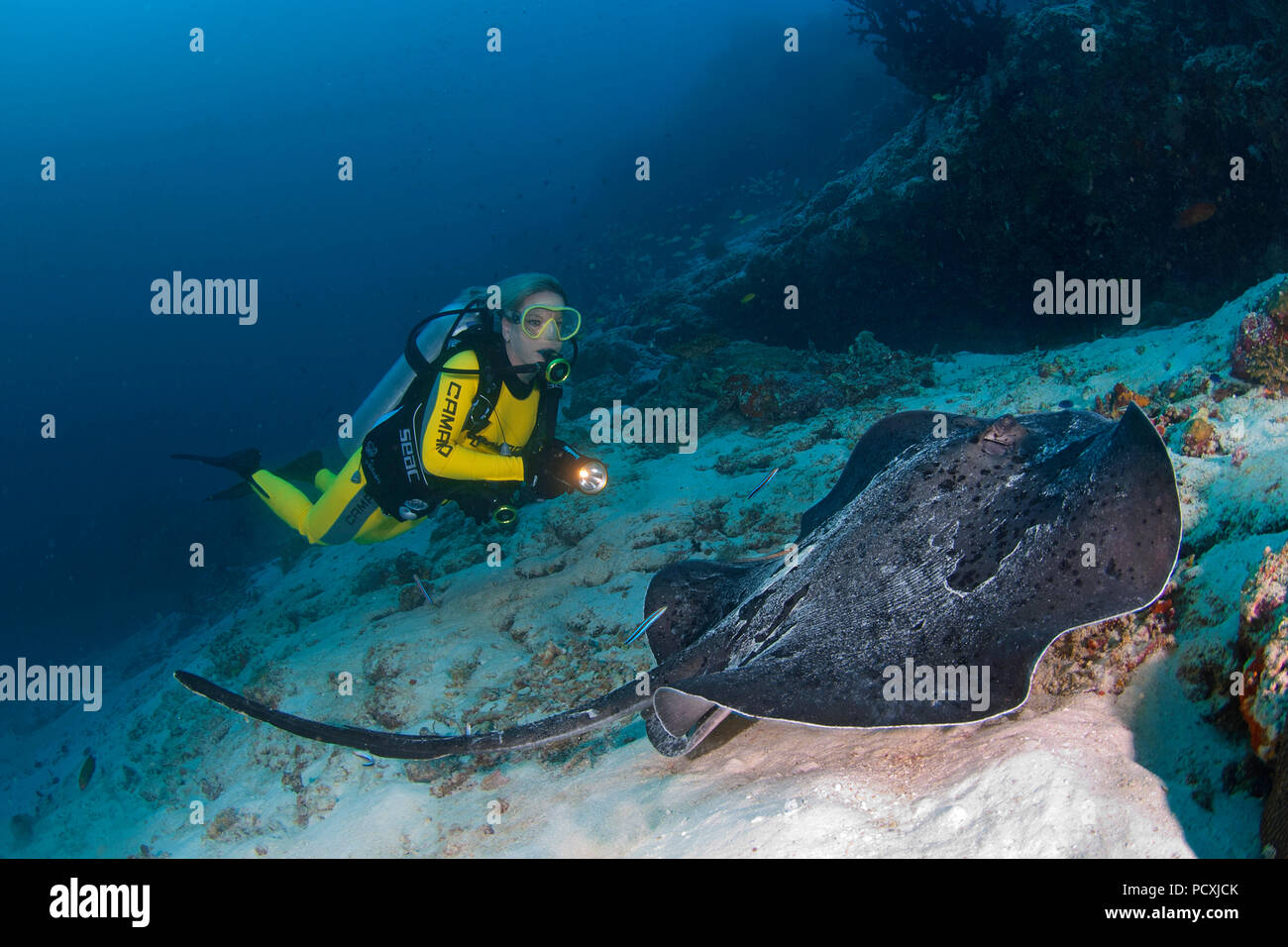 Scuba diver and Round ribbontail ray or Marbled stingray (Taeniura meyeni), Cocos island, Costa Rica Stock Photo