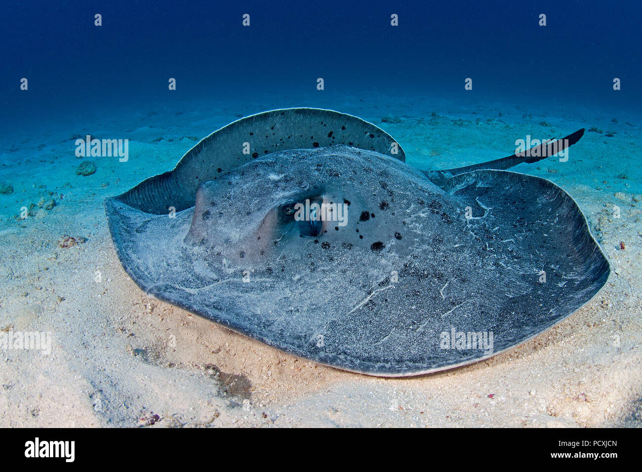 Round ribbontail ray or Marbled stingray (Taeniura meyeni) laying on sea bed, Cocos island, Costa Rica Stock Photo