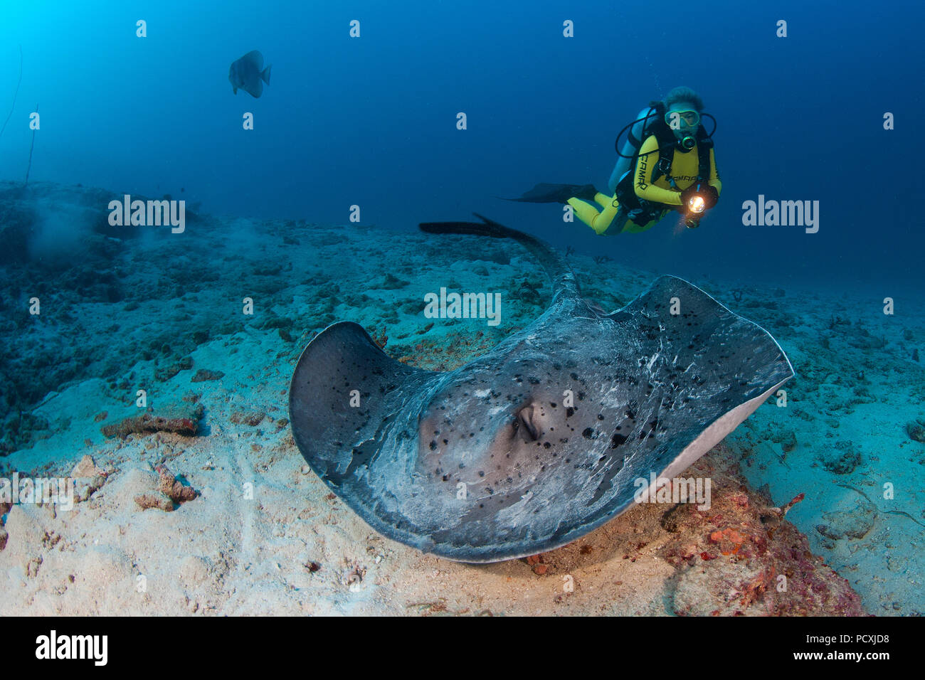 Scuba diver and Round ribbontail ray or Marbled stingray (Taeniura meyeni), Cocos island, Costa Rica Stock Photo