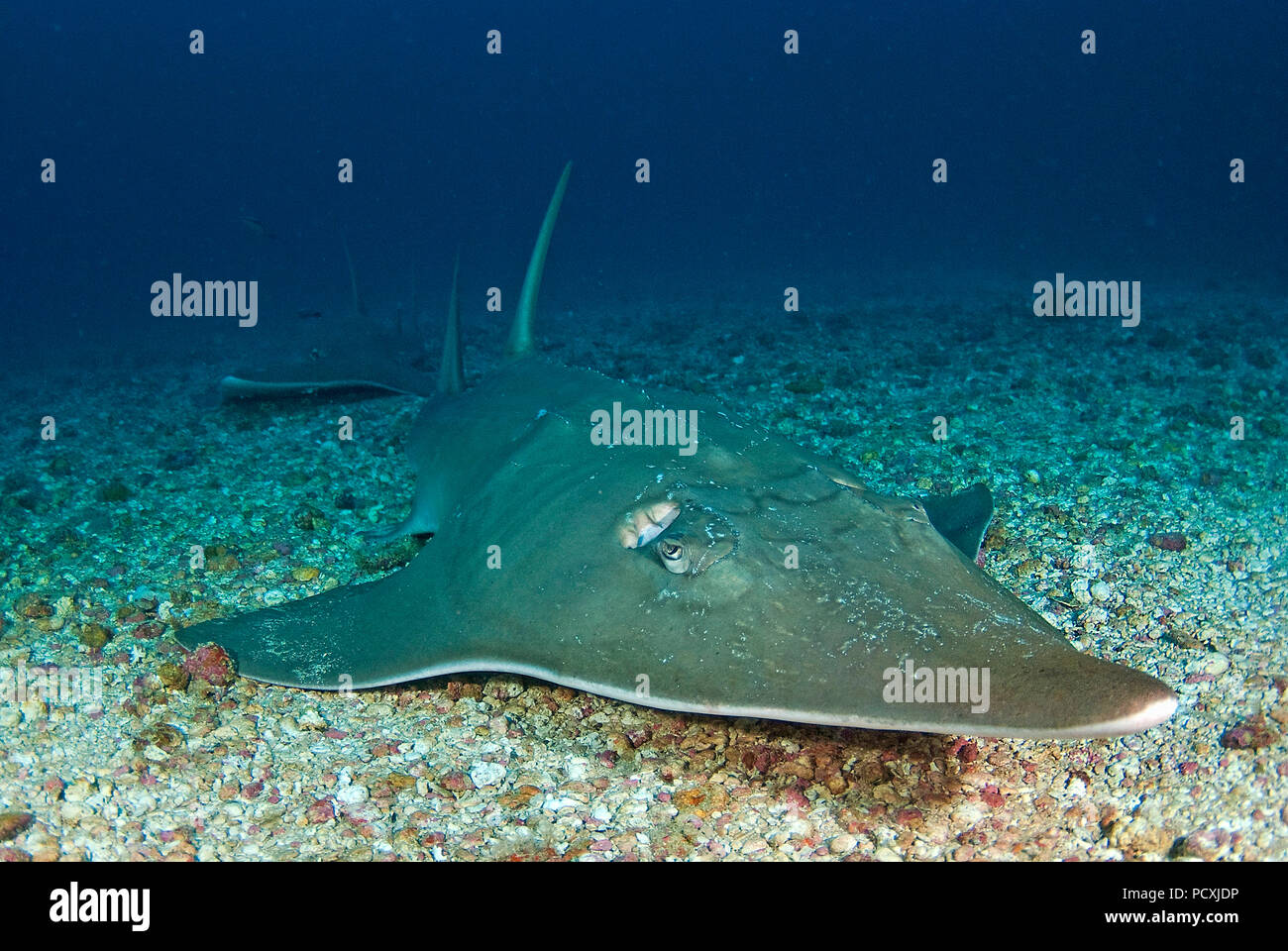 Giant guitarfish (Rhynchobatus djiddensis), Baa Atoll, Maldive islands Stock Photo