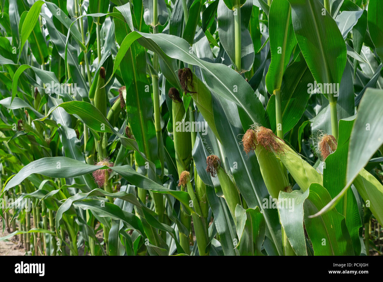 Green corn on the field almost ready for harvesting Stock Photo Alamy