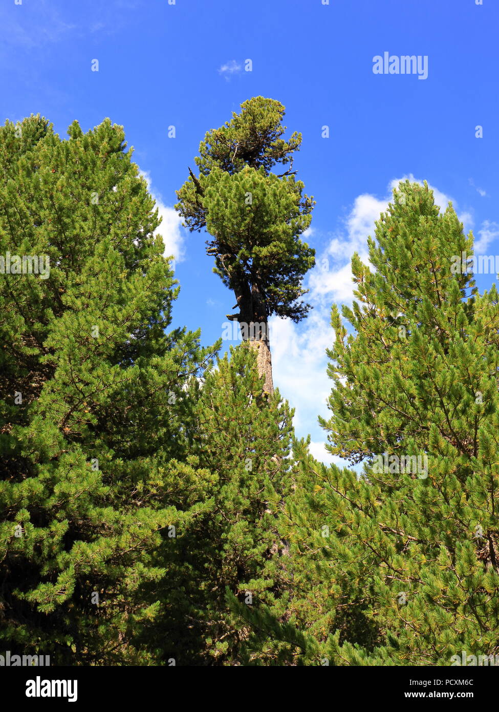 Austrian conifers, Arolla pine trees, near Obergurgl, Oetztal in Tyrol, Austria. Stock Photo