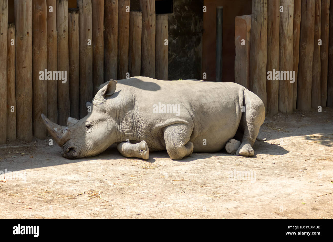 Closeup of Rhino or Rhinoceros resting on the dry ground in the shadow of the wooden fence in  a summer sunny day. Stock Photo