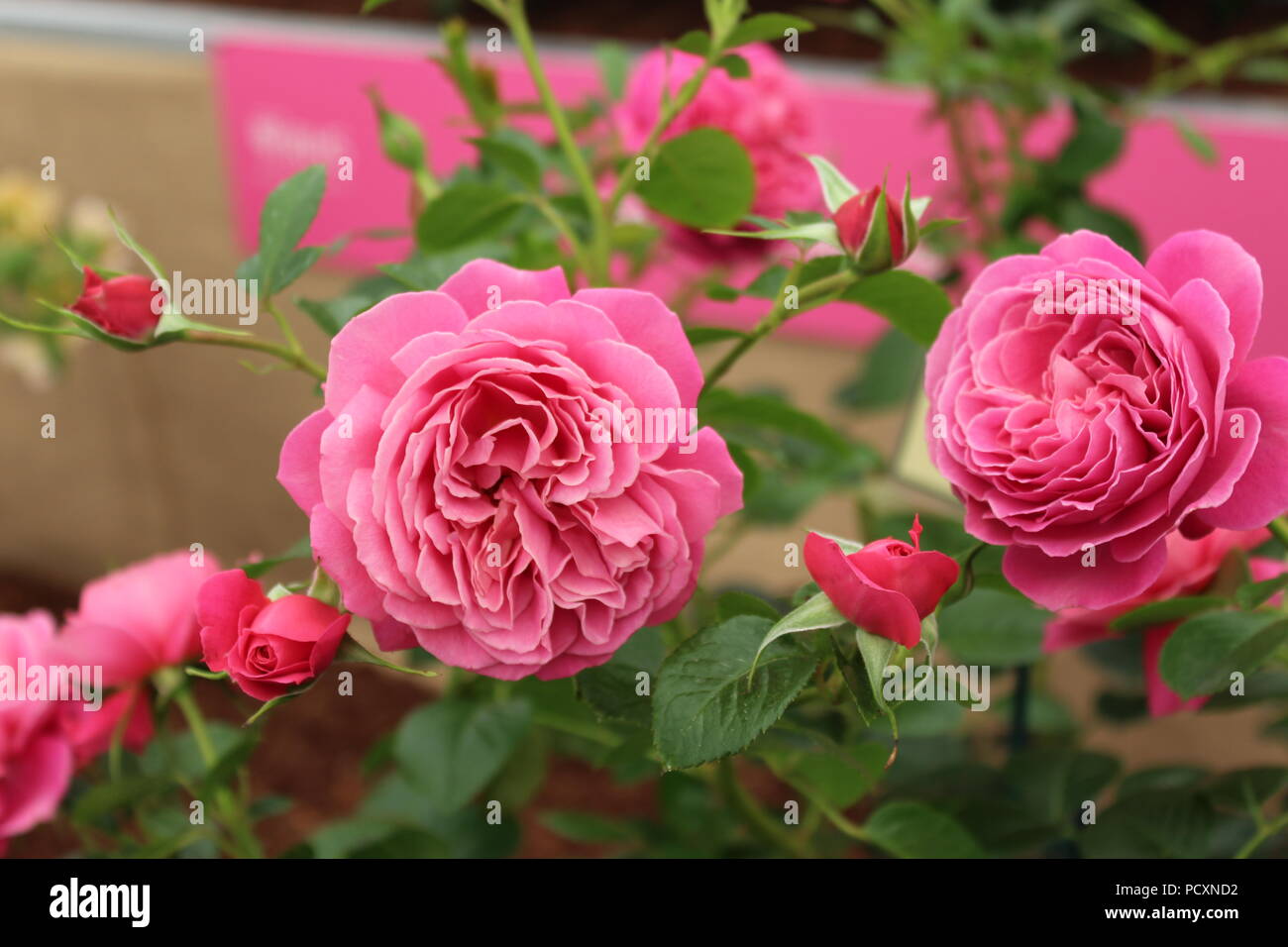 'Perfect Match' Rose Stock Photo - Alamy