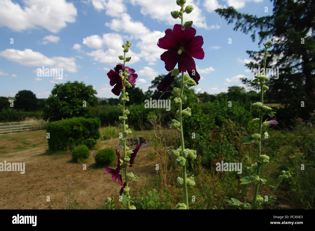 Garden fence with hollyhocks hi-res stock photography and images - Alamy