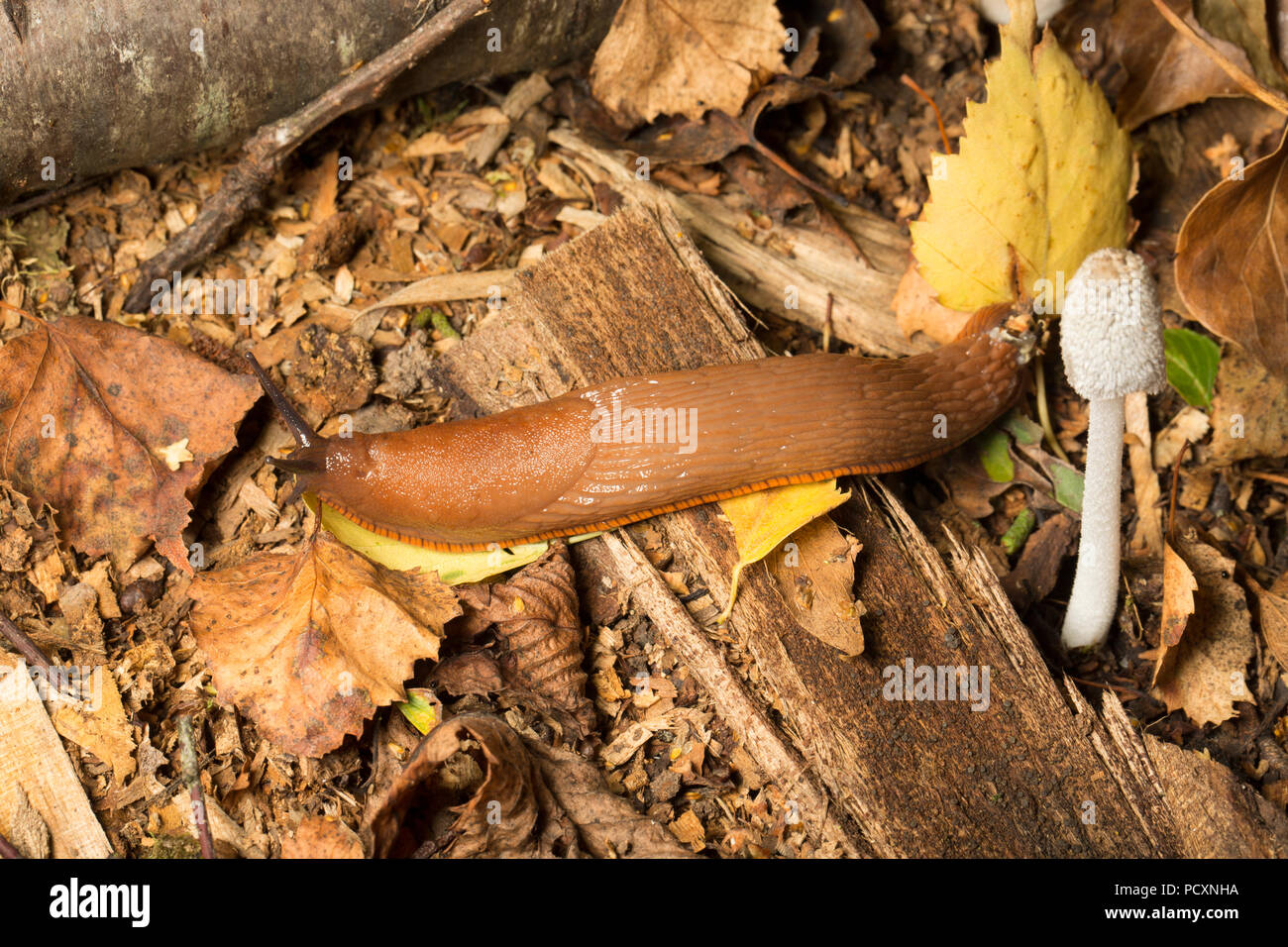A Large Red Slug, Arion ater, crawling at night on the edge of a woodpile near fungi during the UK 2018 hot weather in a garden in Lancashire England  Stock Photo