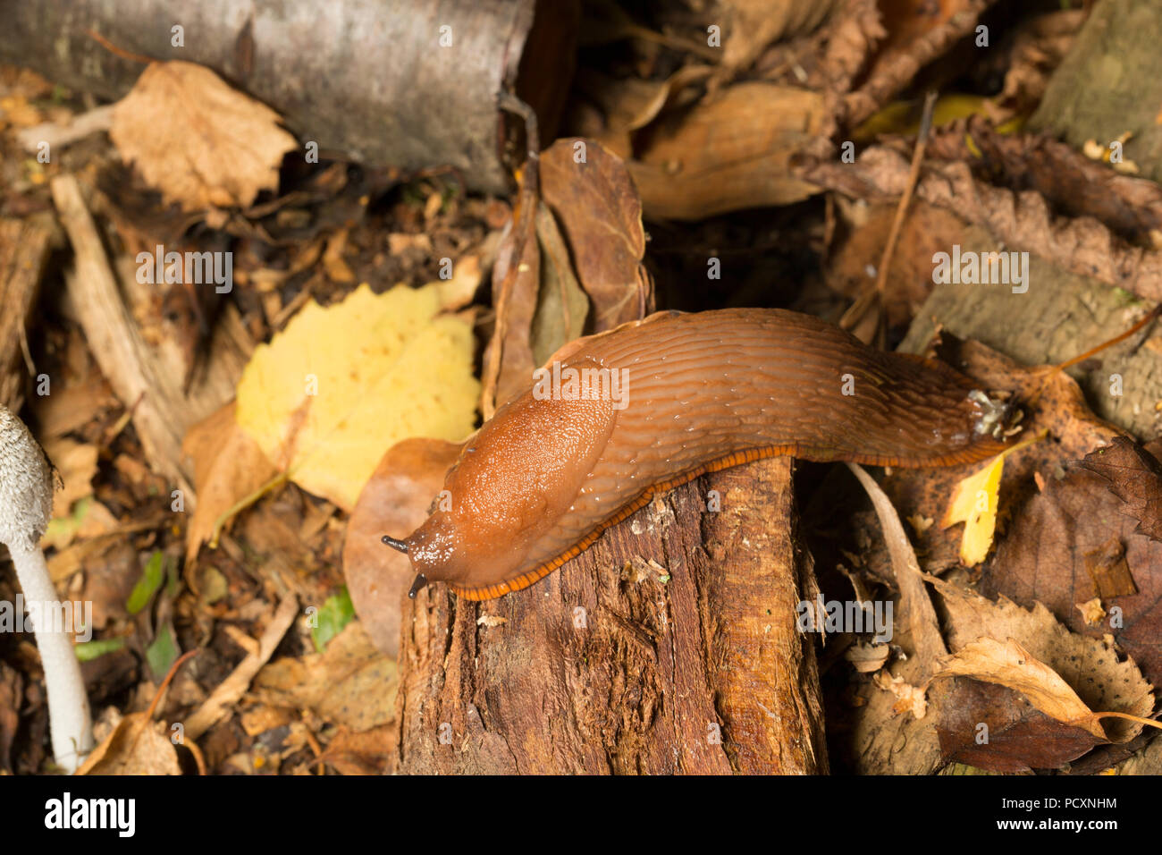 A Large Red Slug, Arion ater, crawling at night on the edge of a woodpile near fungi during the UK 2018 hot weather in a garden in Lancashire England  Stock Photo