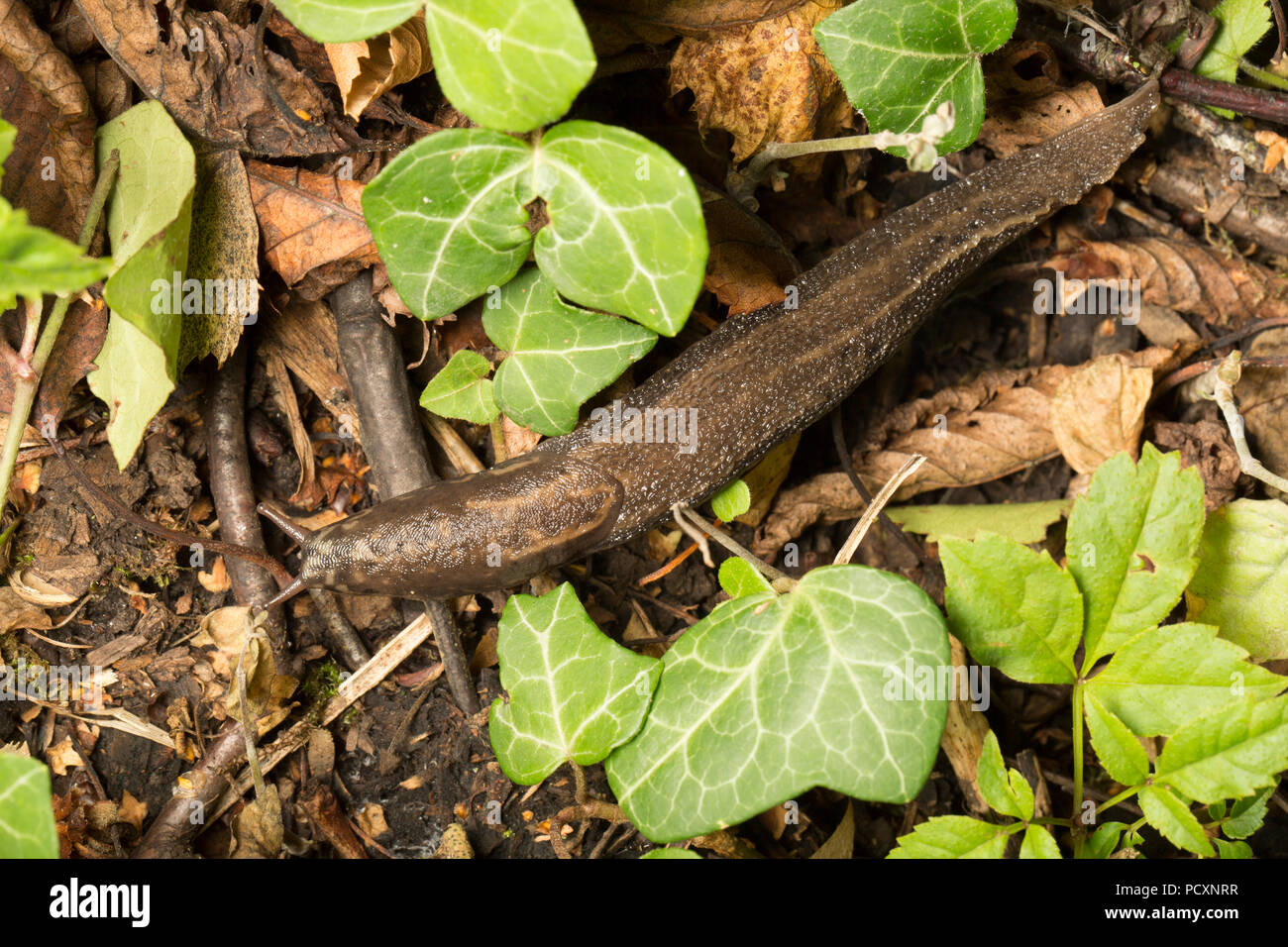 L maximus hi res stock photography and images Alamy