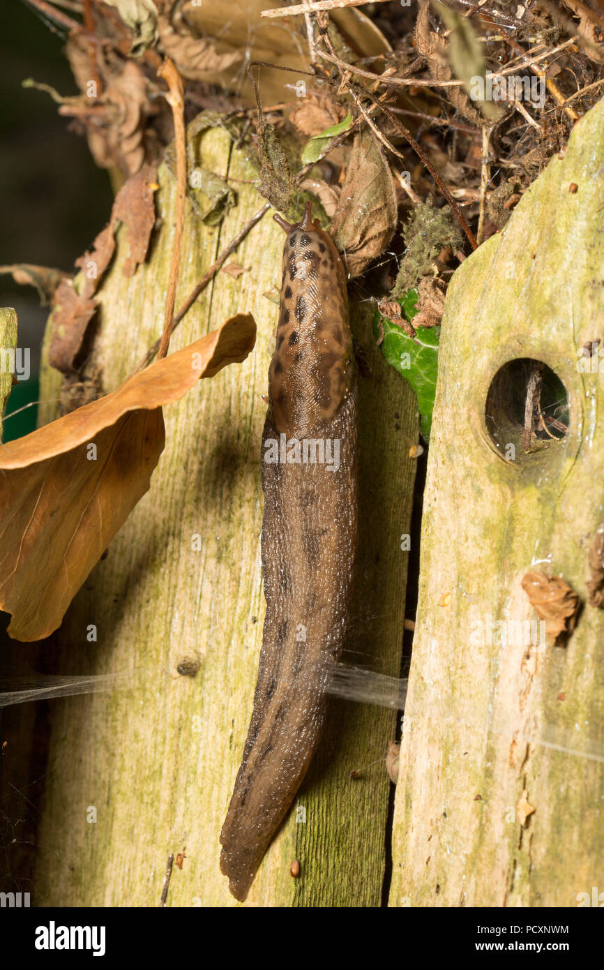 A leopard slug, Limax maximus, crawling on a rotten wooden fence at night during the UK 2018 hot weather in a garden in lancashire England UK GB Stock Photo