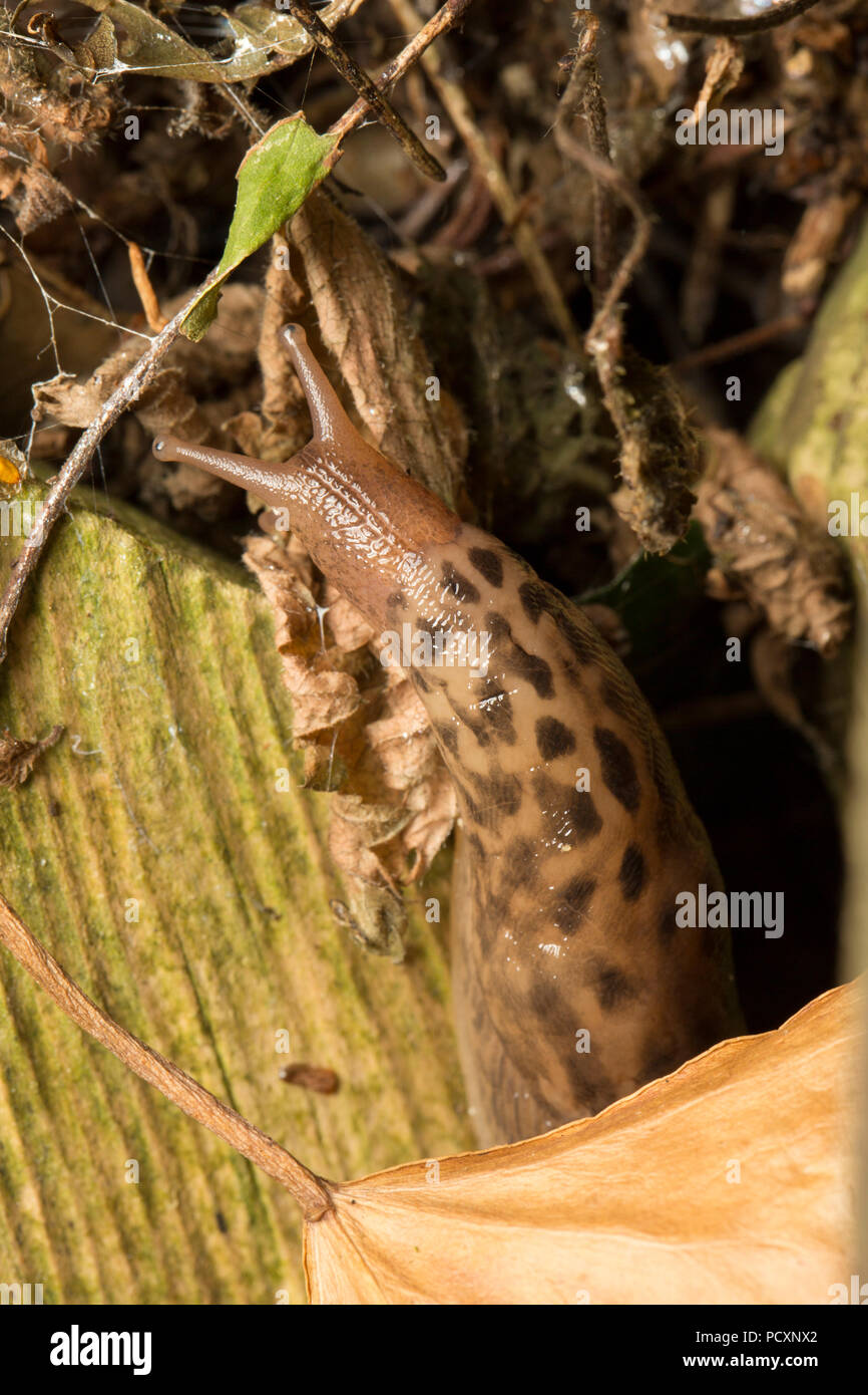 A leopard slug, Limax maximus, crawling on a rotten wooden fence at night during the UK 2018 hot weather in a garden in lancashire England UK GB Stock Photo