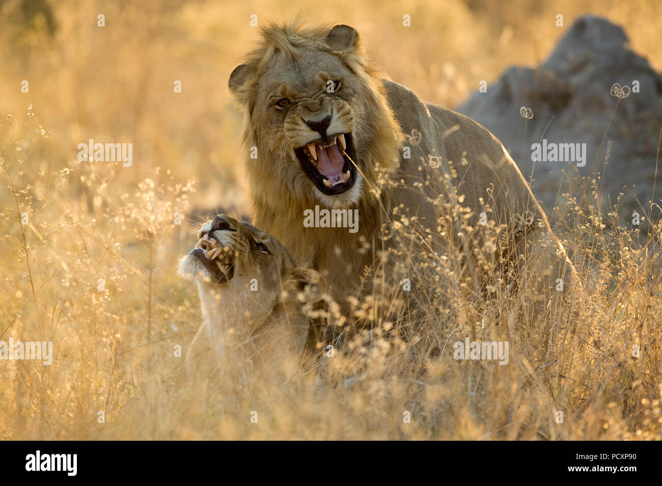 Lions (Panthera leo) mating in early morning light Stock Photo