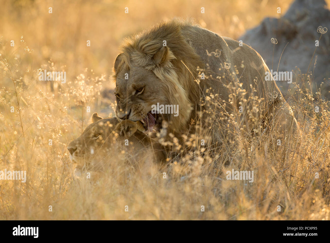 Lions (Panthera leo) mating at sunrise Stock Photo - Alamy