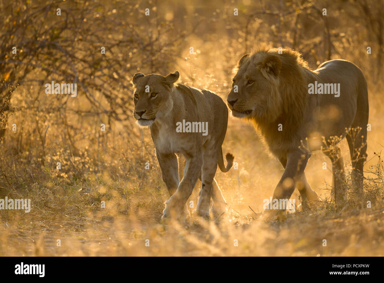 Lions (Panthera leo) sneaking away to mate Stock Photo - Alamy