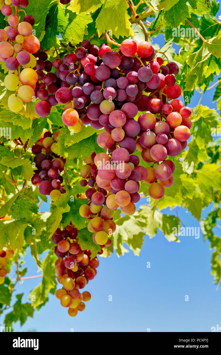 a bunch of ripening red grapes on the vine Stock Photo
