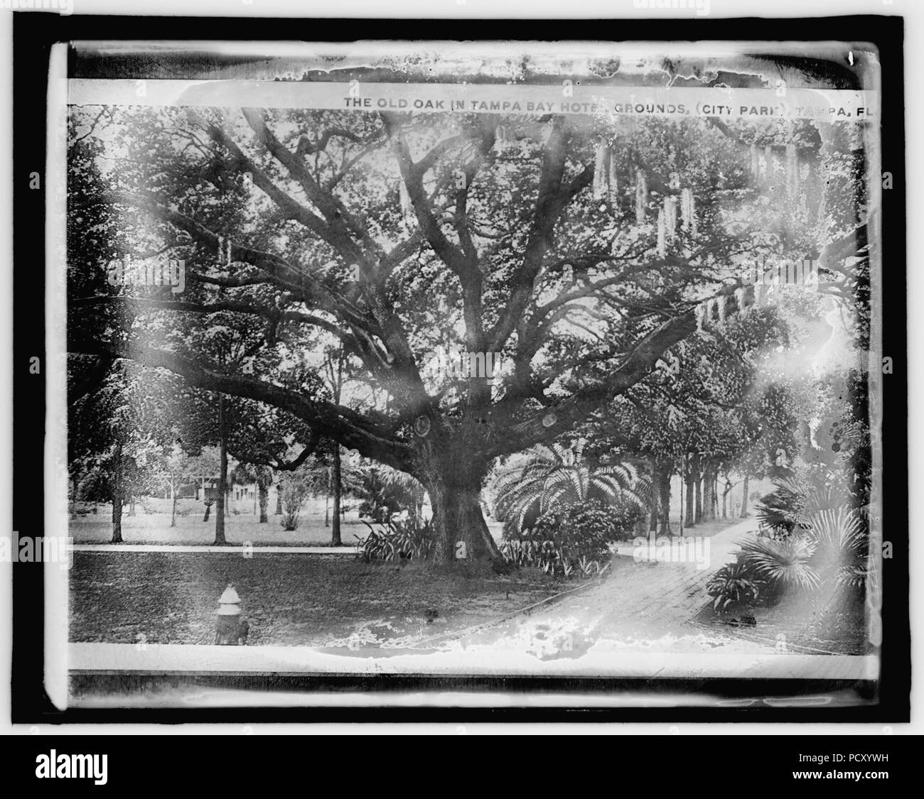 Am. Forestry Ass'n, Old Oak in Tampa Bay Hotel grounds, Tampa, Fla. Stock Photo