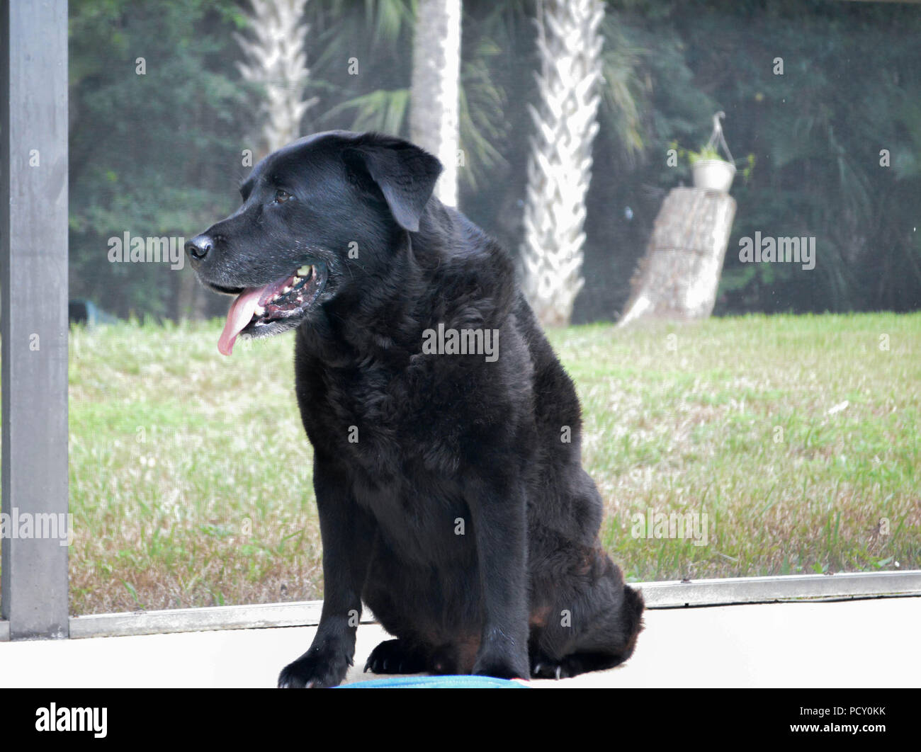 Profile View Handsome Adult Black Labrador Retriever Sitting Outside Looking to Side Stock Photo