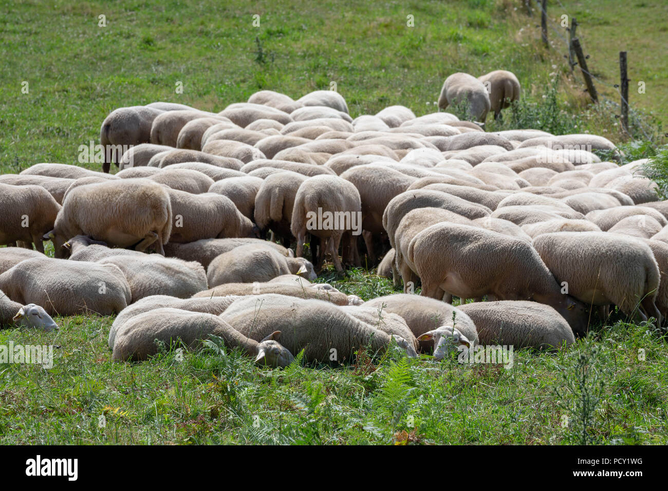 Herd of sheep huddled together to rest and ruminating in a green pasture. Stock Photo