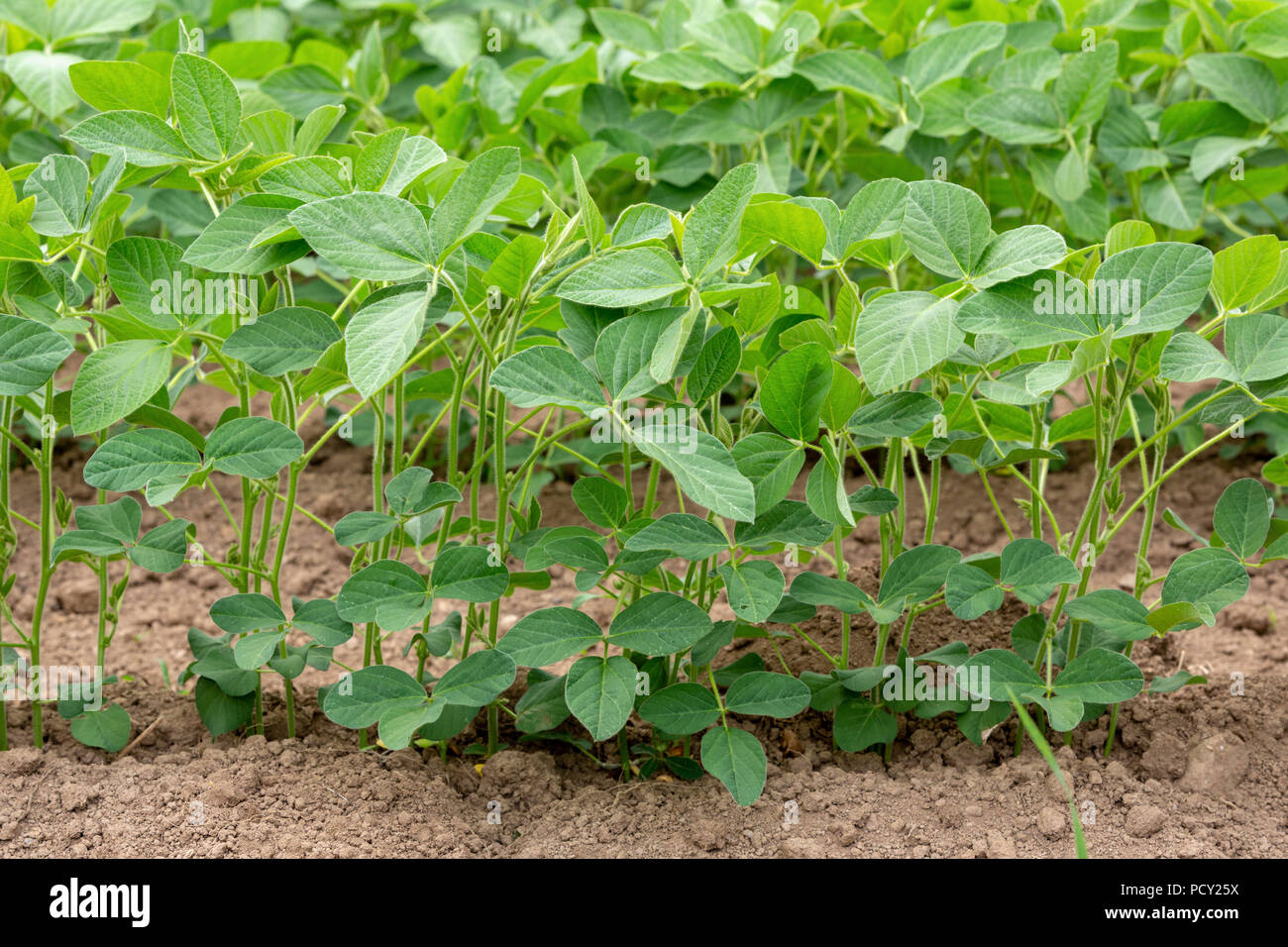 Detail of a field of mid-growth Soy or Soya - Glycine max - planted in rows. Stock Photo