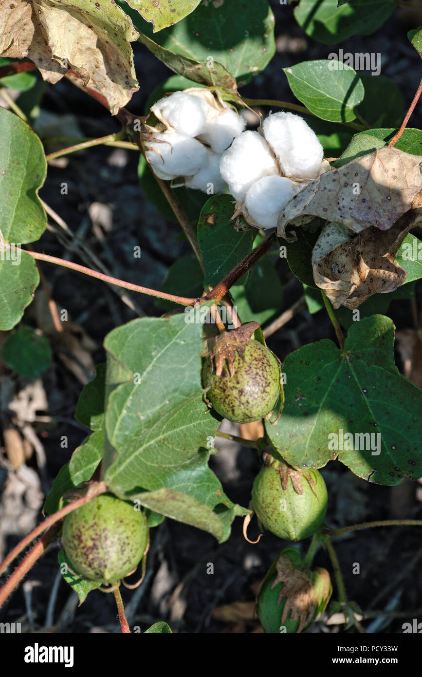 Cotton plants growing in a field or farm Stock Photo Alamy