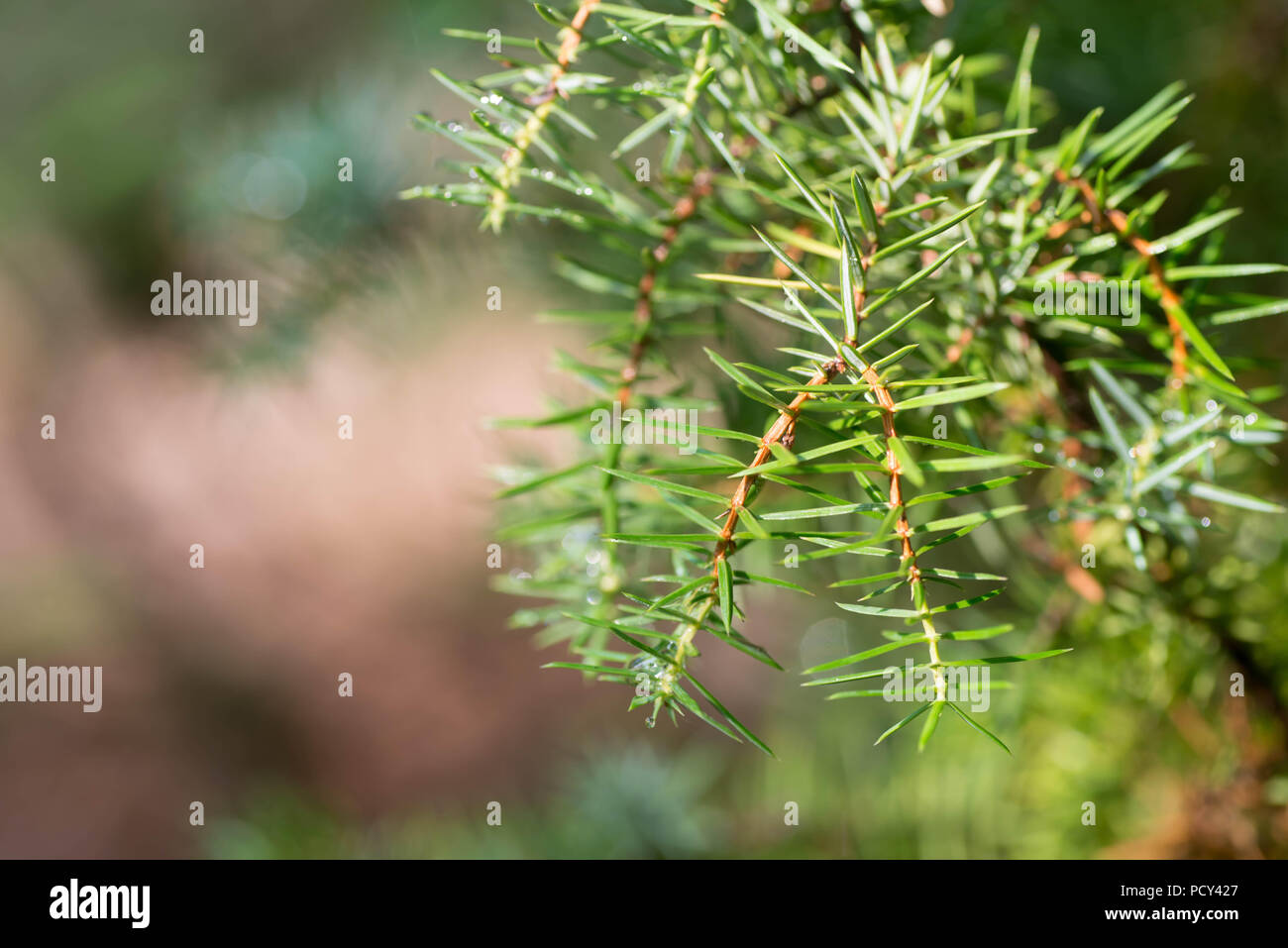 juniper twig macro selective focus Stock Photo