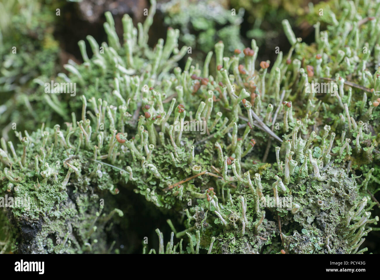 lichen on tree stump macro selective focus Stock Photo