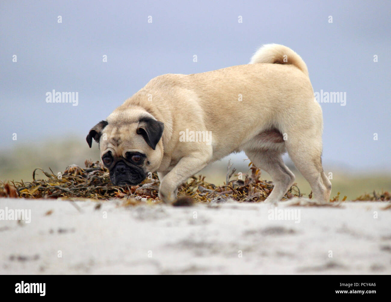 A pug dog enjoying running off leash and sniffing around on a day out at the beach. Stock Photo