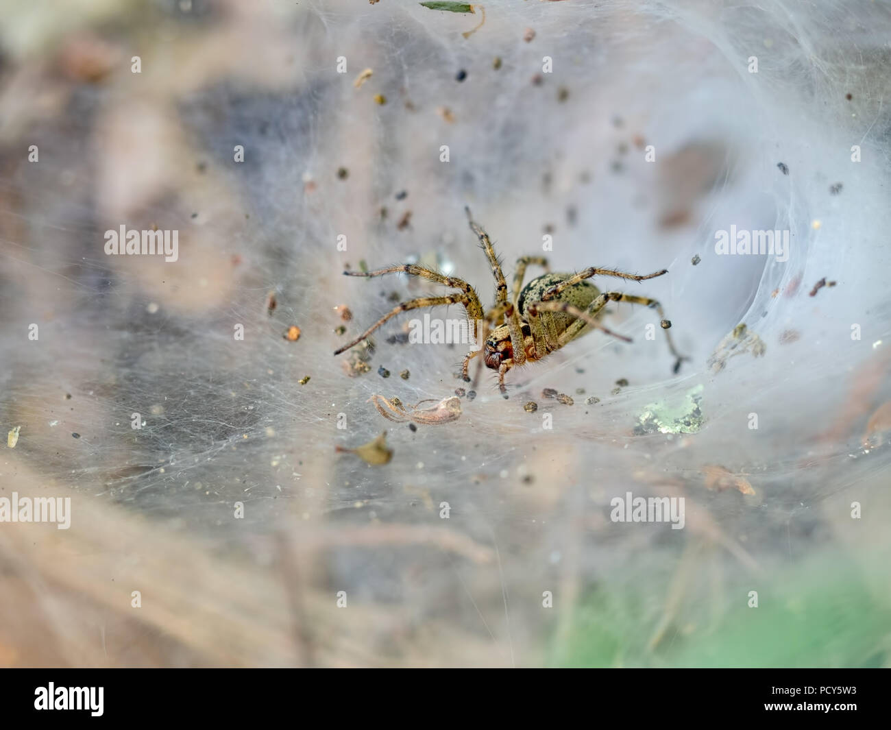 Allagelena gracilens aka funnel weaver spider, in its web. Italy. Stock Photo