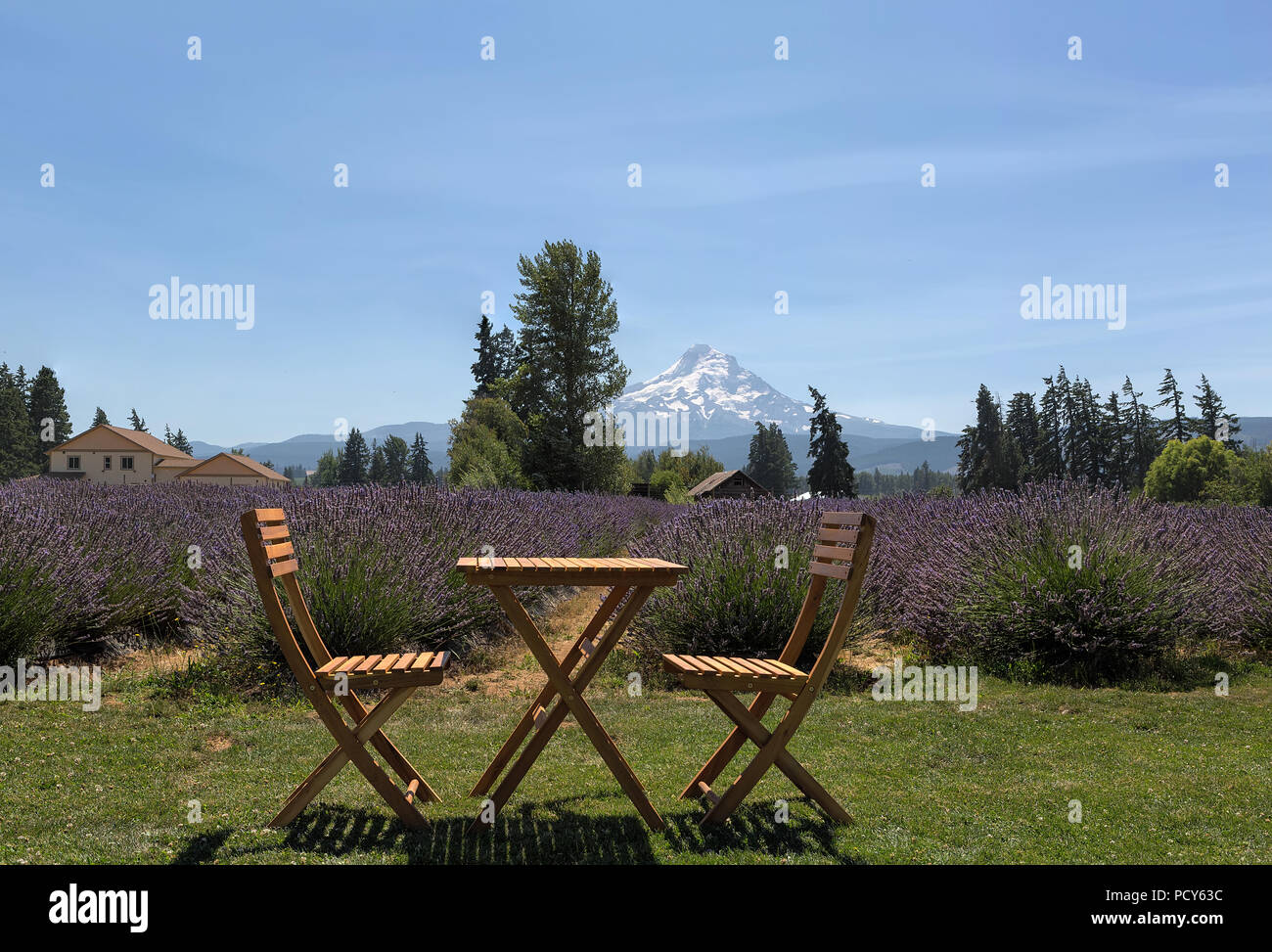 Beautiful sunny blue sky day at Scenic Lavender farm in Hood River Oregon during summer season Stock Photo