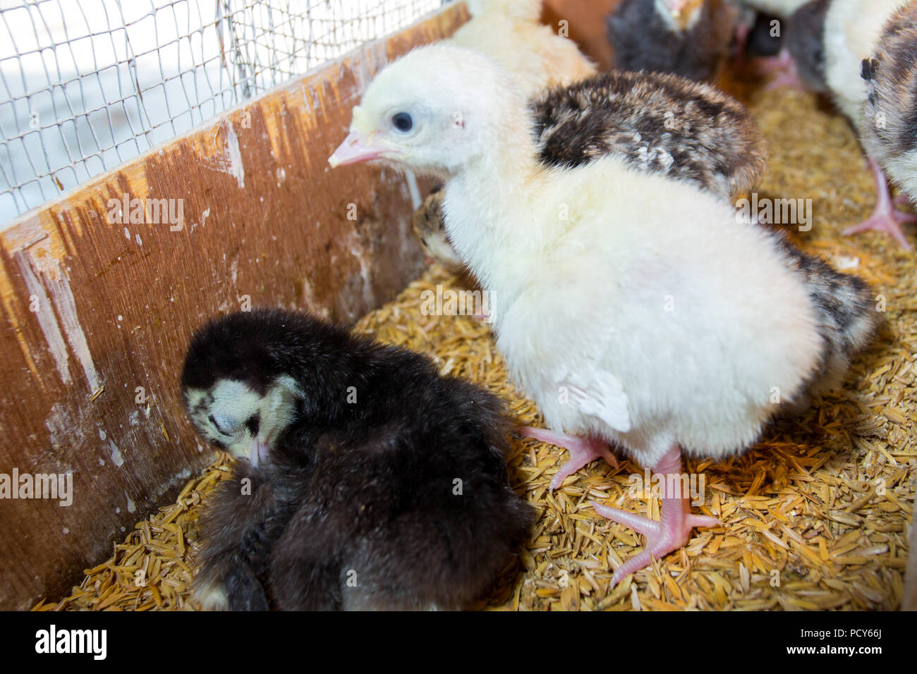 New born Baby turkeys are hatched in large incubators at savar, Dhaka, Bangladesh. Stock Photo