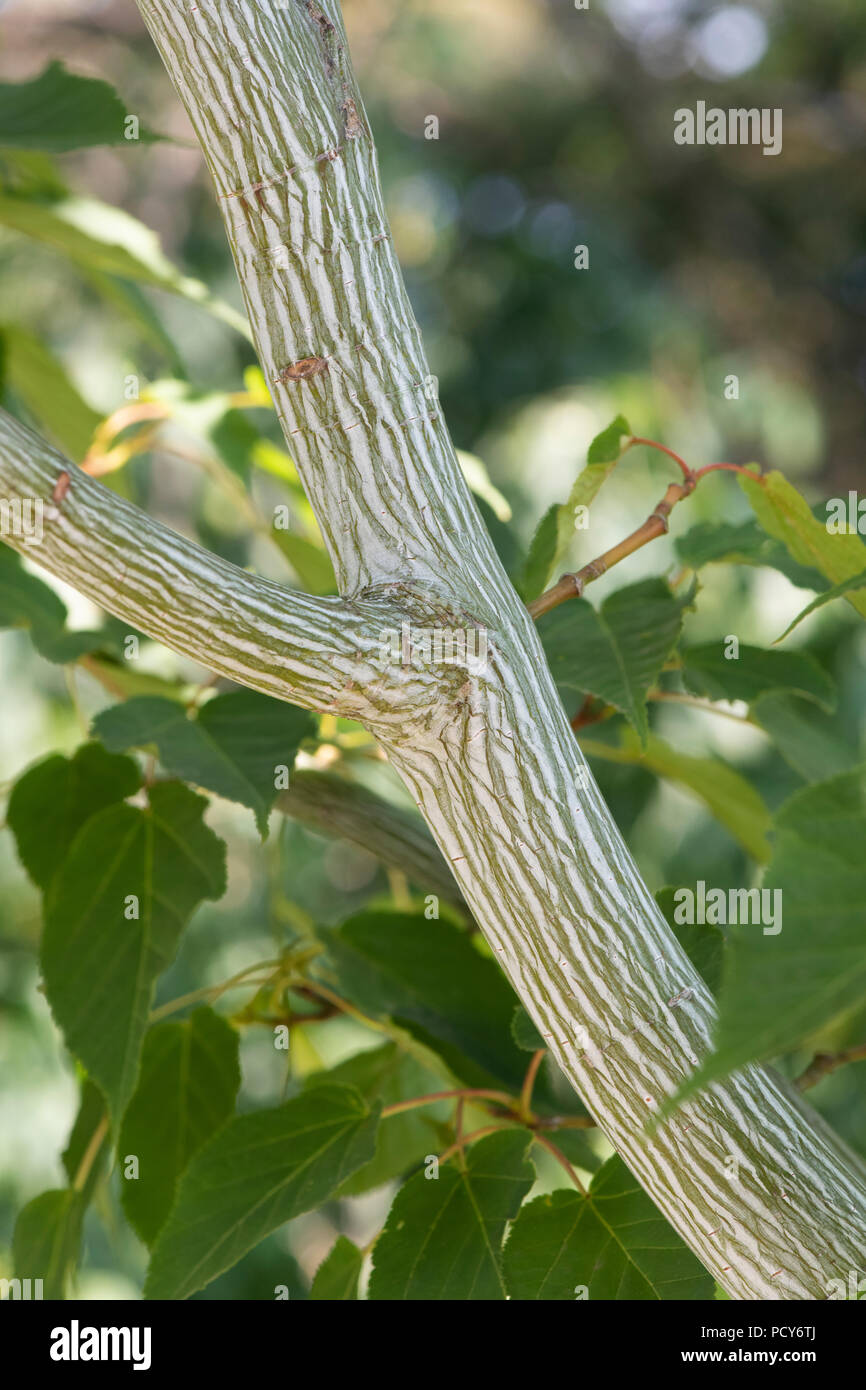 Acer davidii viper ‘mindavi'. Snakebark maple bark and foliage Stock Photo