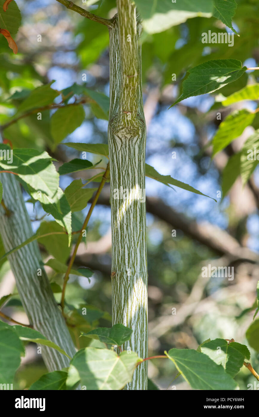 Acer davidii viper ‘mindavi'. Snakebark maple bark and foliage Stock Photo