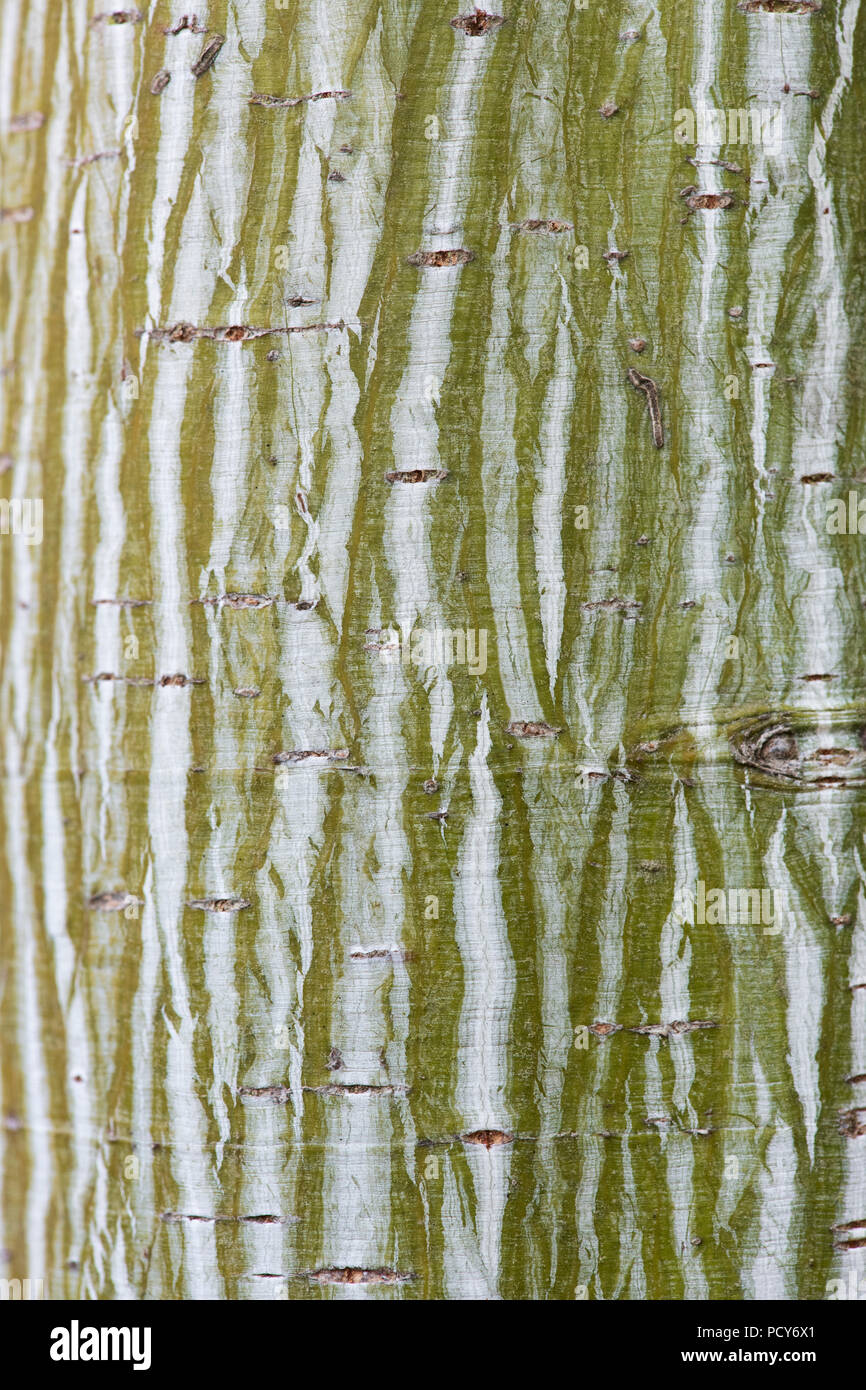 Acer davidii viper ‘mindavi'. Snakebark maple bark Stock Photo