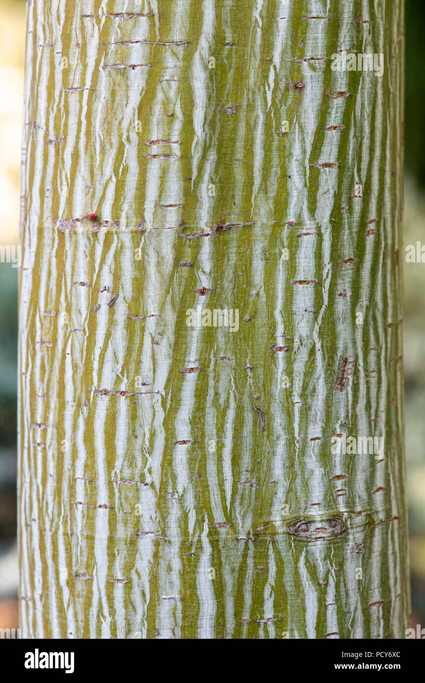 Acer davidii viper ‘mindavi'. Snakebark maple bark Stock Photo