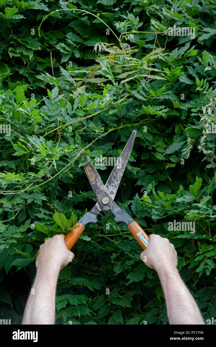 Gardener cutting Wisteria foliage back with garden shears. UK Stock Photo -  Alamy