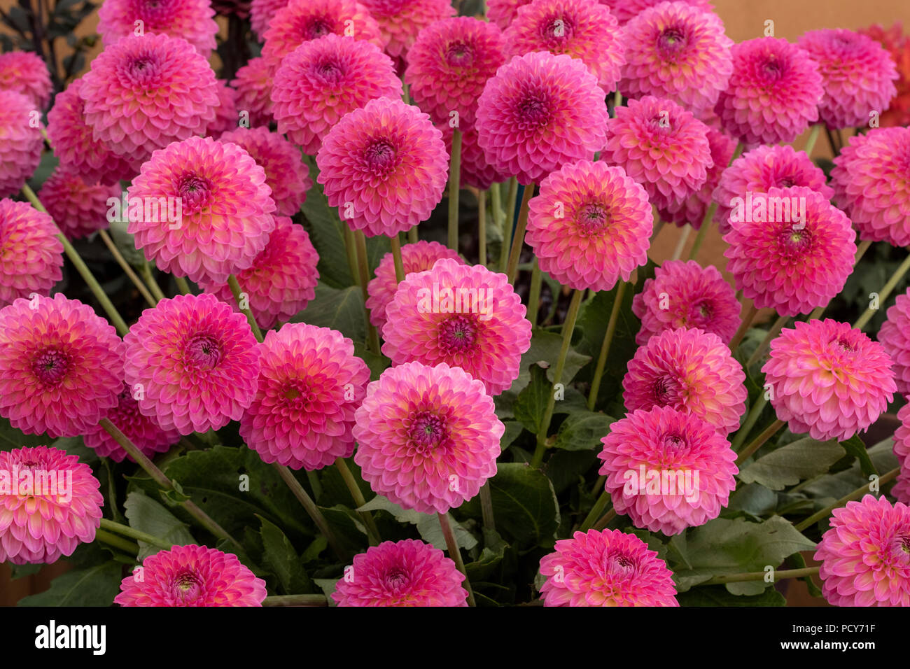Dahlia ‘Pink Suffusion' flowers. Small Decorative Dahlia dahlias on display at a flower show. UK Stock Photo