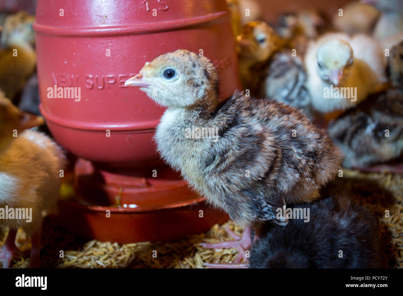 New born Baby turkeys are hatched in large incubators at savar, Dhaka, Bangladesh. Stock Photo