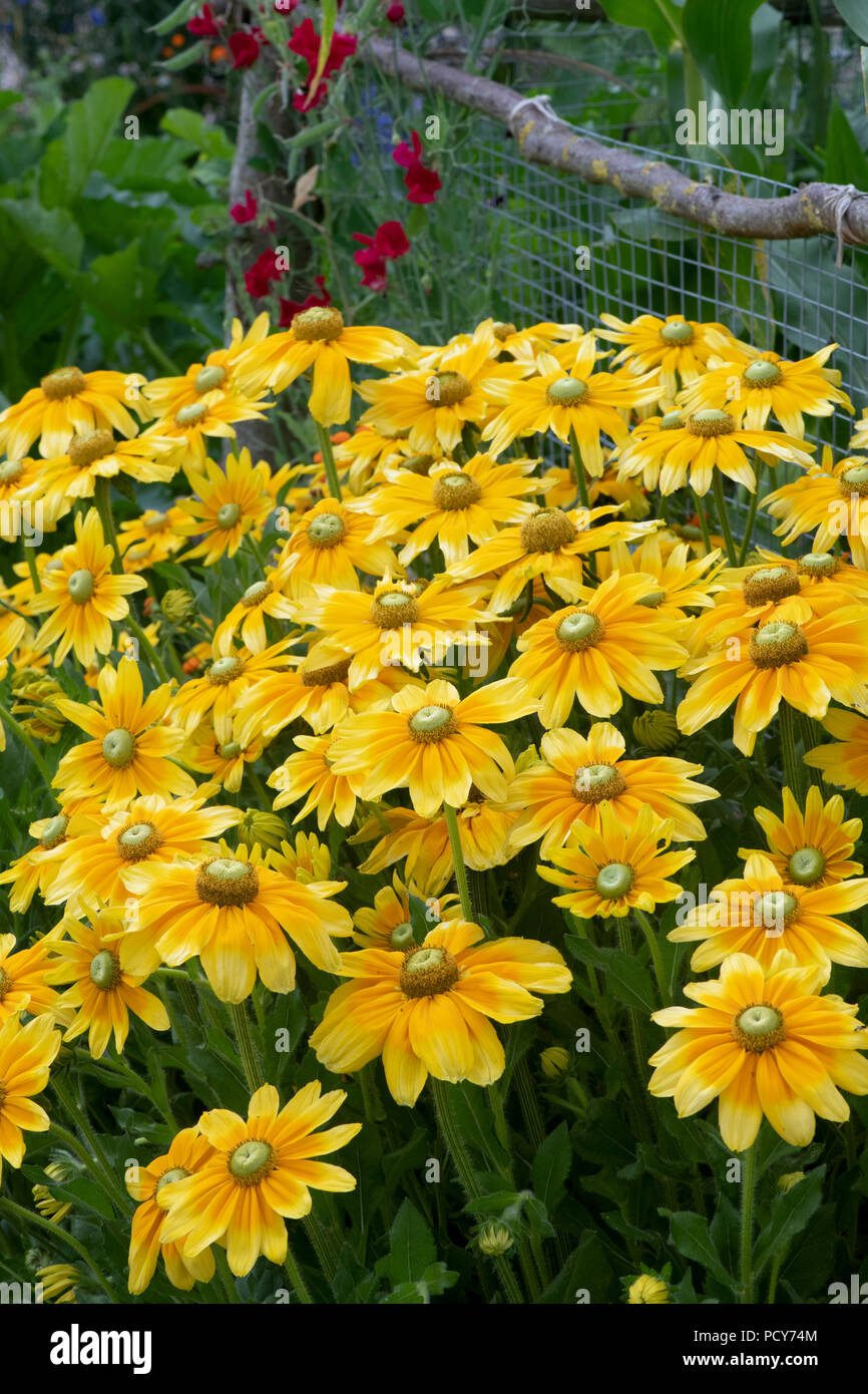 Rudbeckia hirta ‘Prairie sun’. Black-eyed Susan 'Prairie Sun' flowers Stock Photo