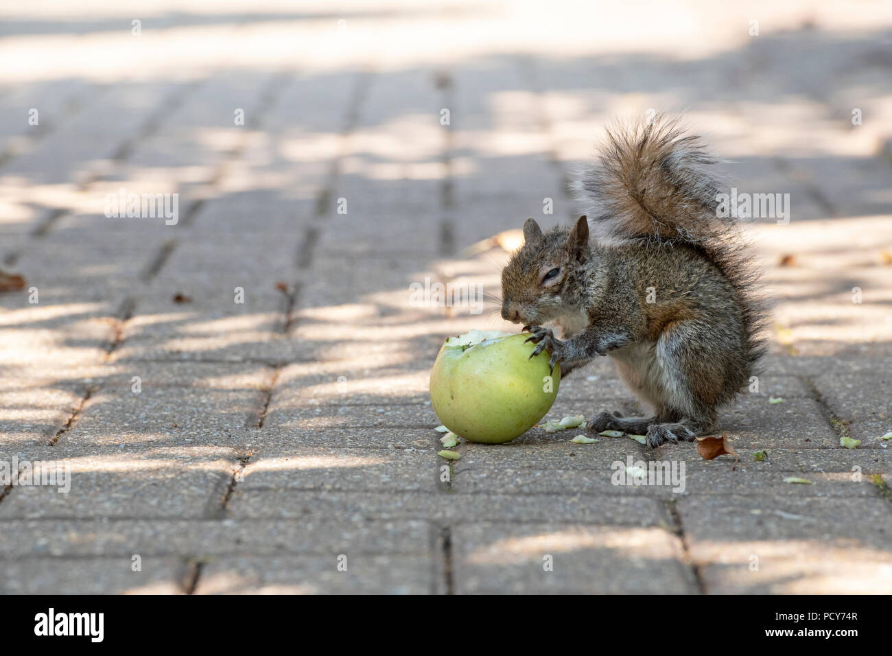 Sciurus carolinensis. Young Grey squirrel eating an apple on a garden path. UK Stock Photo Alamy