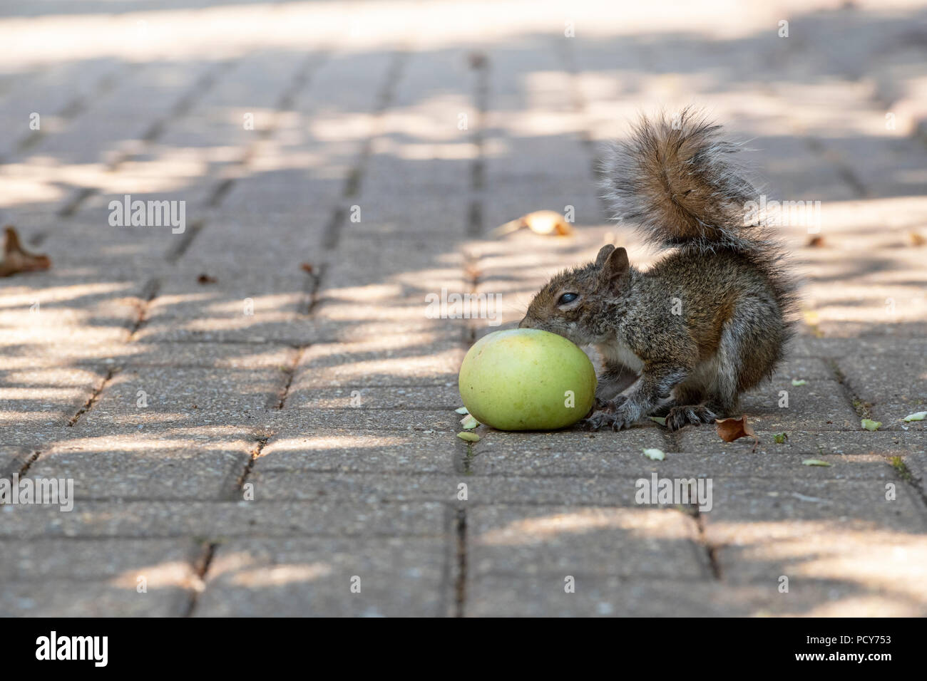 Sciurus carolinensis. Young Grey squirrel eating an apple on a garden