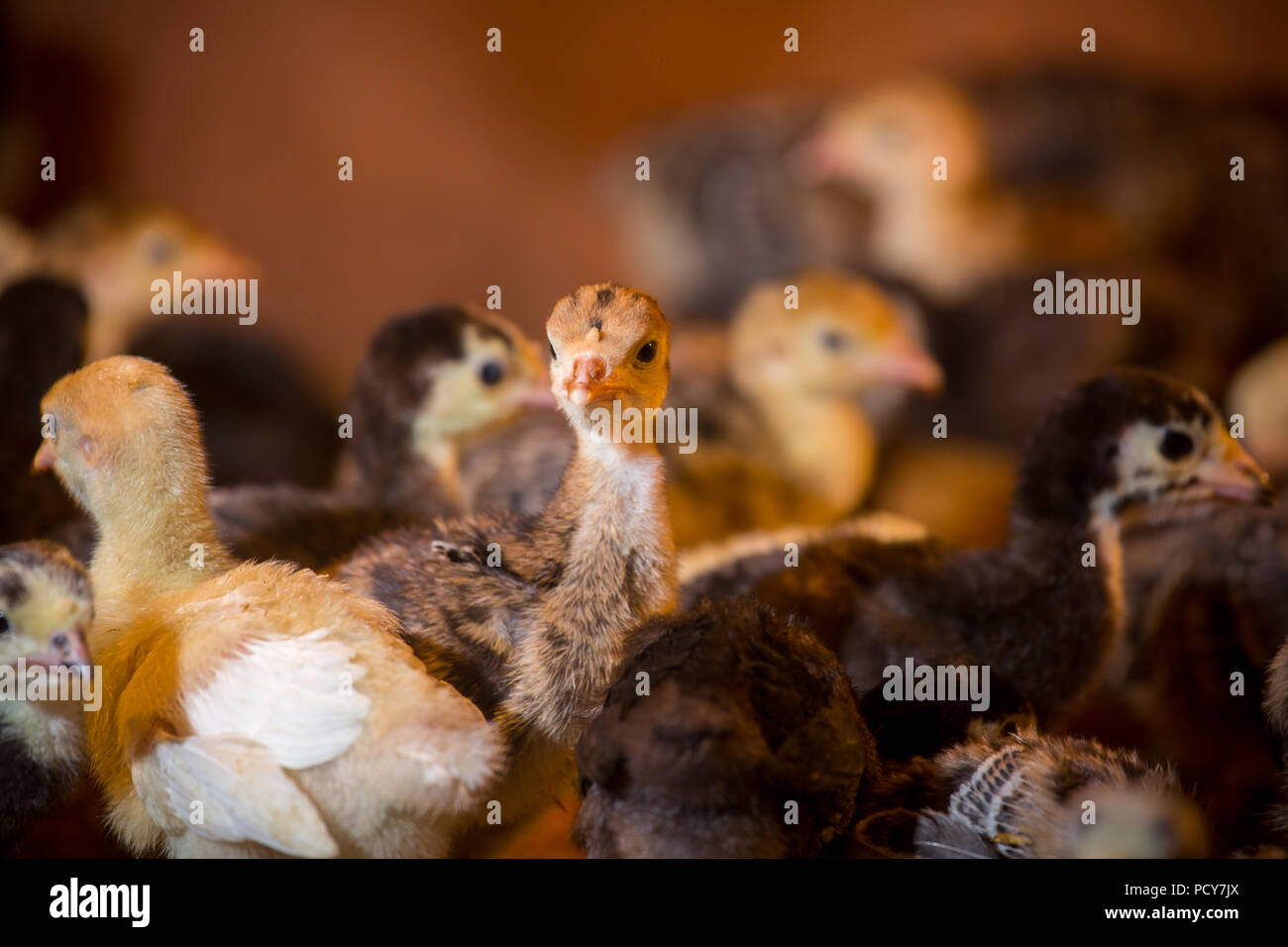 New born Baby turkeys are hatched in large incubators at savar, Dhaka, Bangladesh. Stock Photo