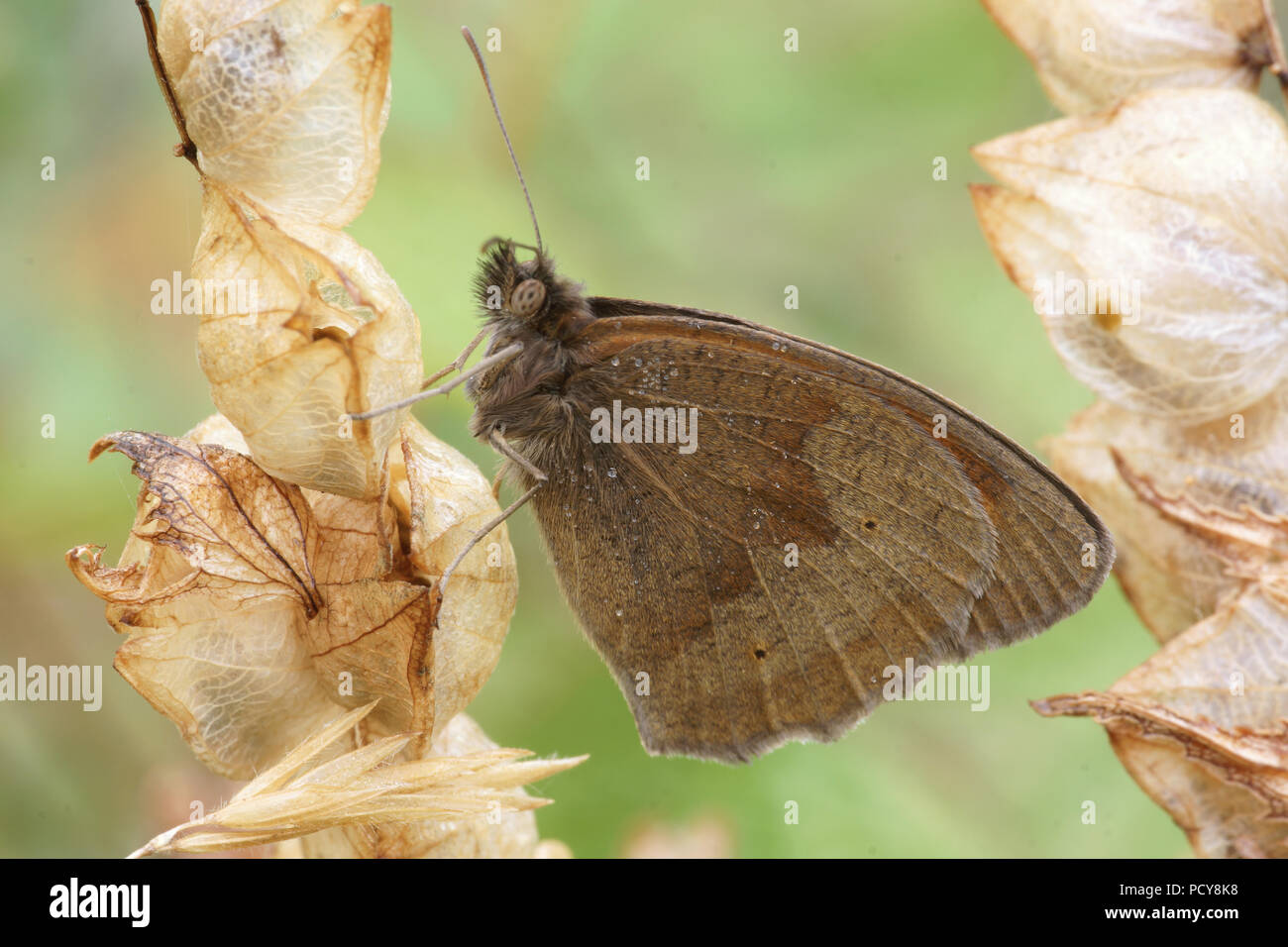 Maniola jurtina (Meadow Brown) Stock Photo