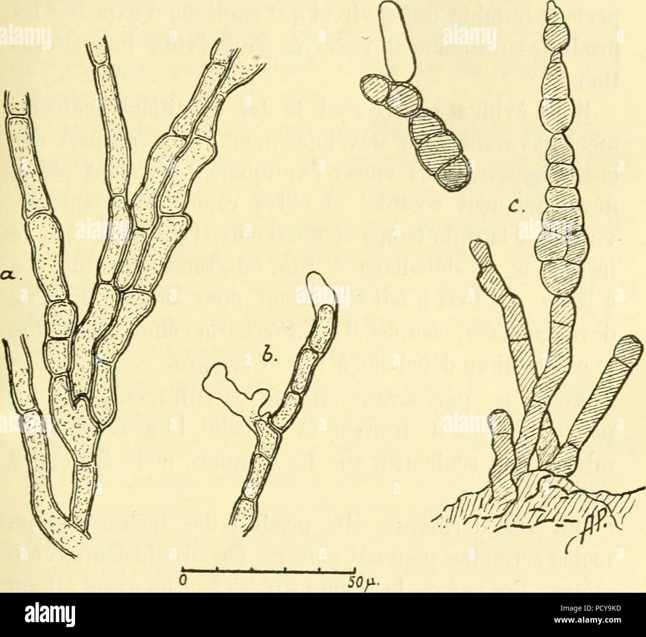 Alternaria brassicae. Stock Photo