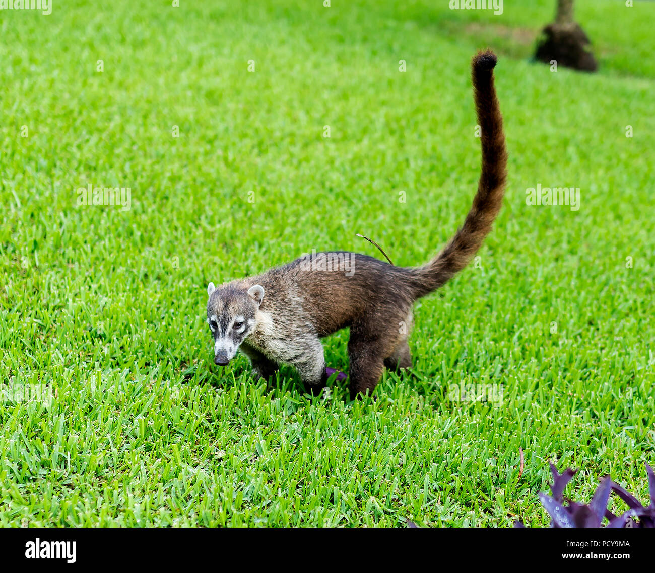 Coatimundi mexico mammal long tail hi-res stock photography and images -  Alamy