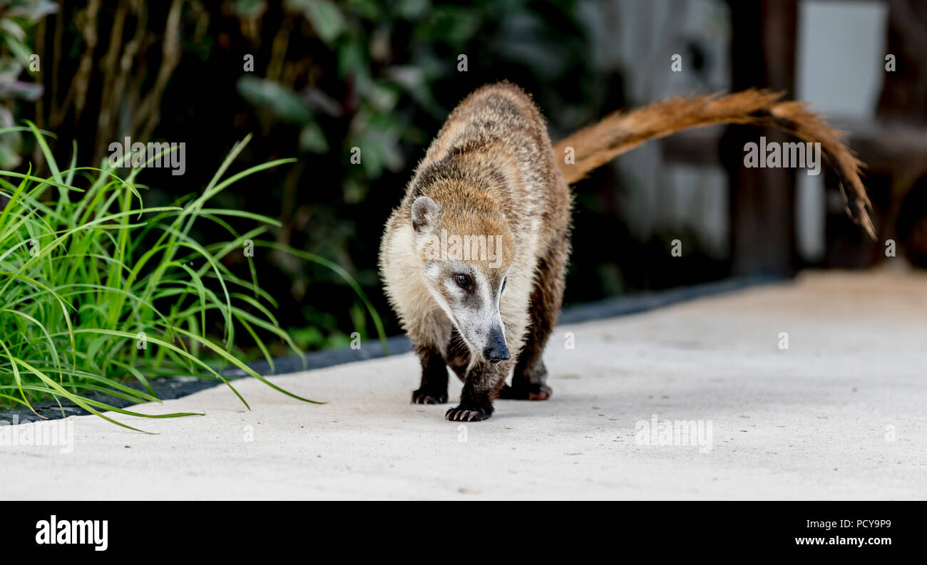 Cute and cuddly Coati or coatimundi walking along a path in Mexico in an all inclusive beach resort foraging for food Stock Photo