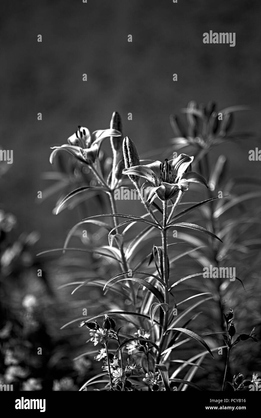 Beautiful forest lake sunny Black and White Stock Photos & Images - Alamy