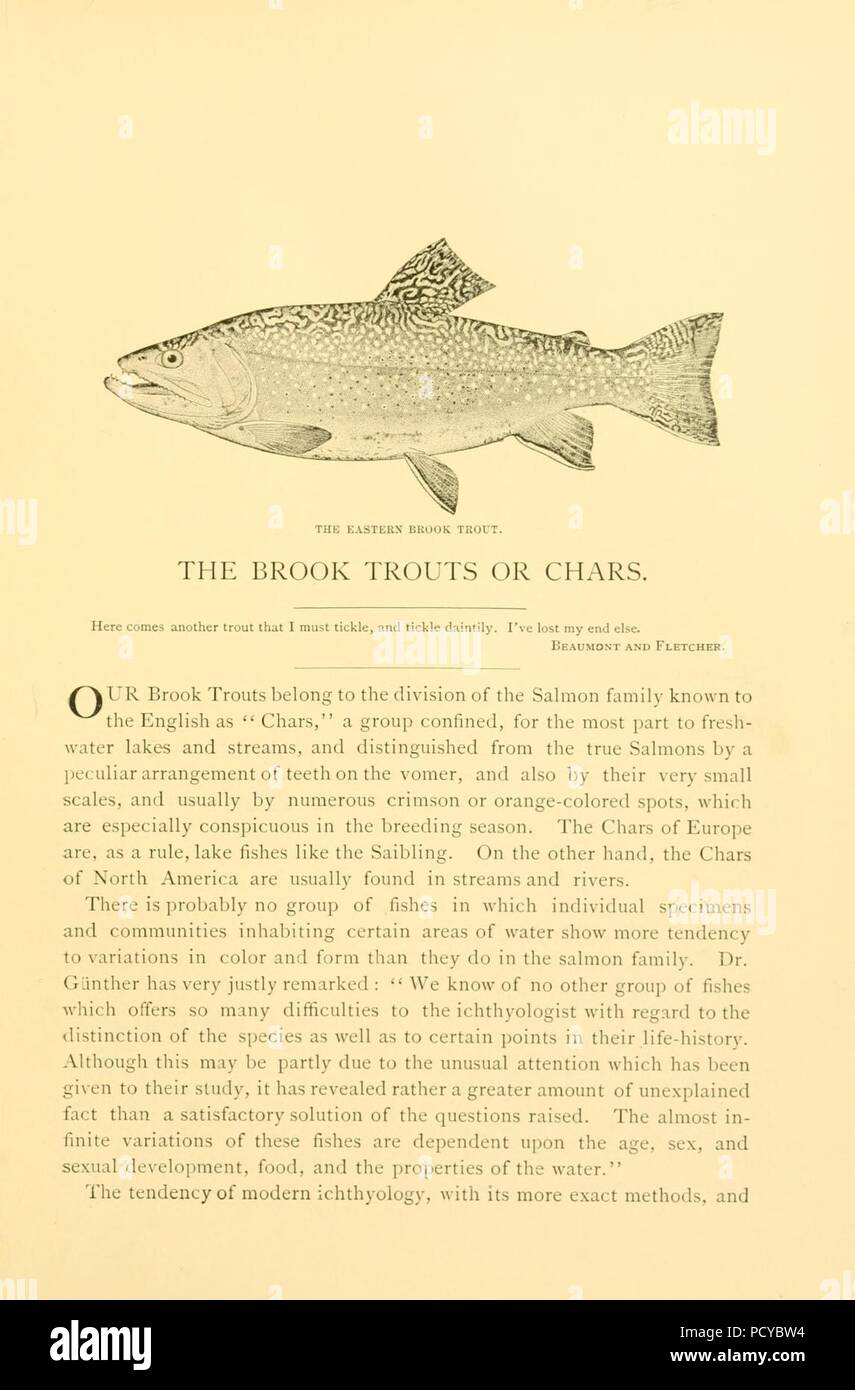 American fishes (Page (469), Figure- Eastern Brook Trout) Stock Photo