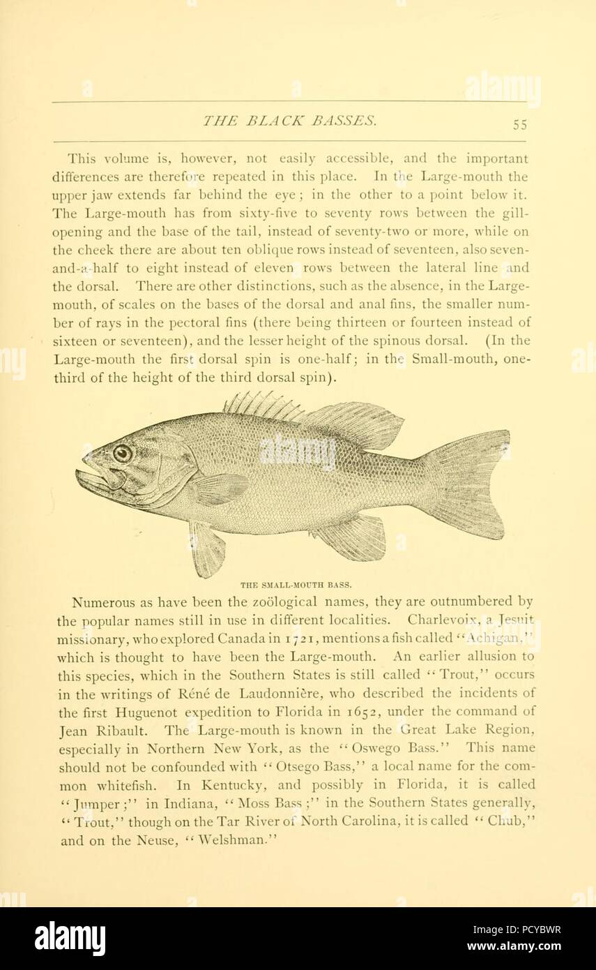 American Fishes Page 55 Figure Small Mouth Bass Stock Photo Alamy