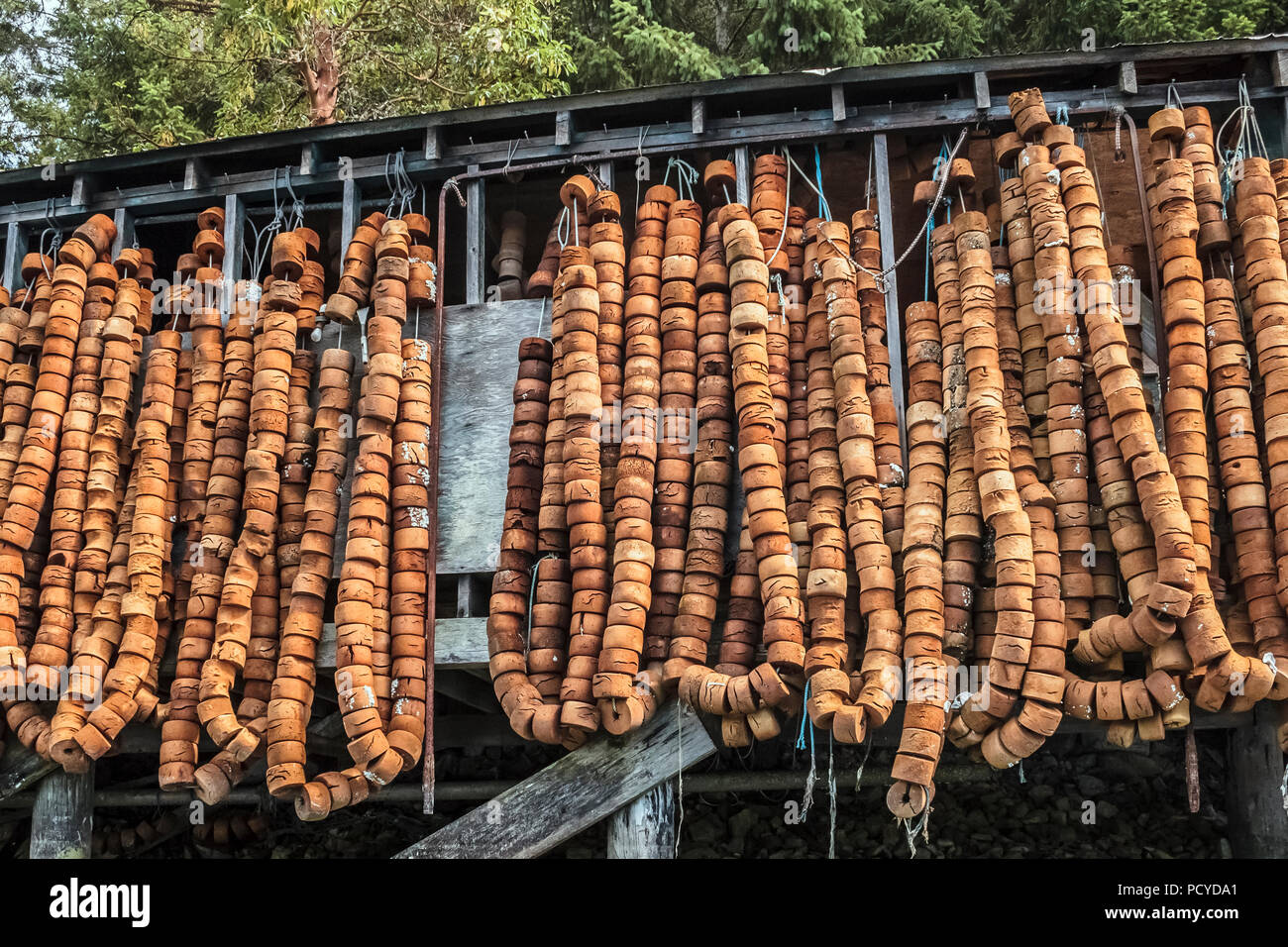 Hundreds of old, cracked cork floats from commercial fishing hang along the side of a waterfront storage shed in Pender Harbour, British Columbia. Stock Photo